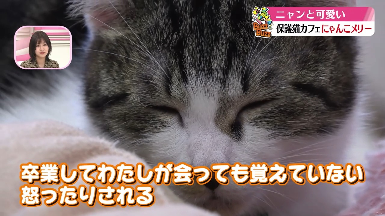 動画対決】きょうはニャンの日？バズれよ！にゃんこ🐾｜ぐるぐるこうち